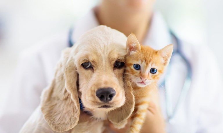 Zoetis image of dog and cat