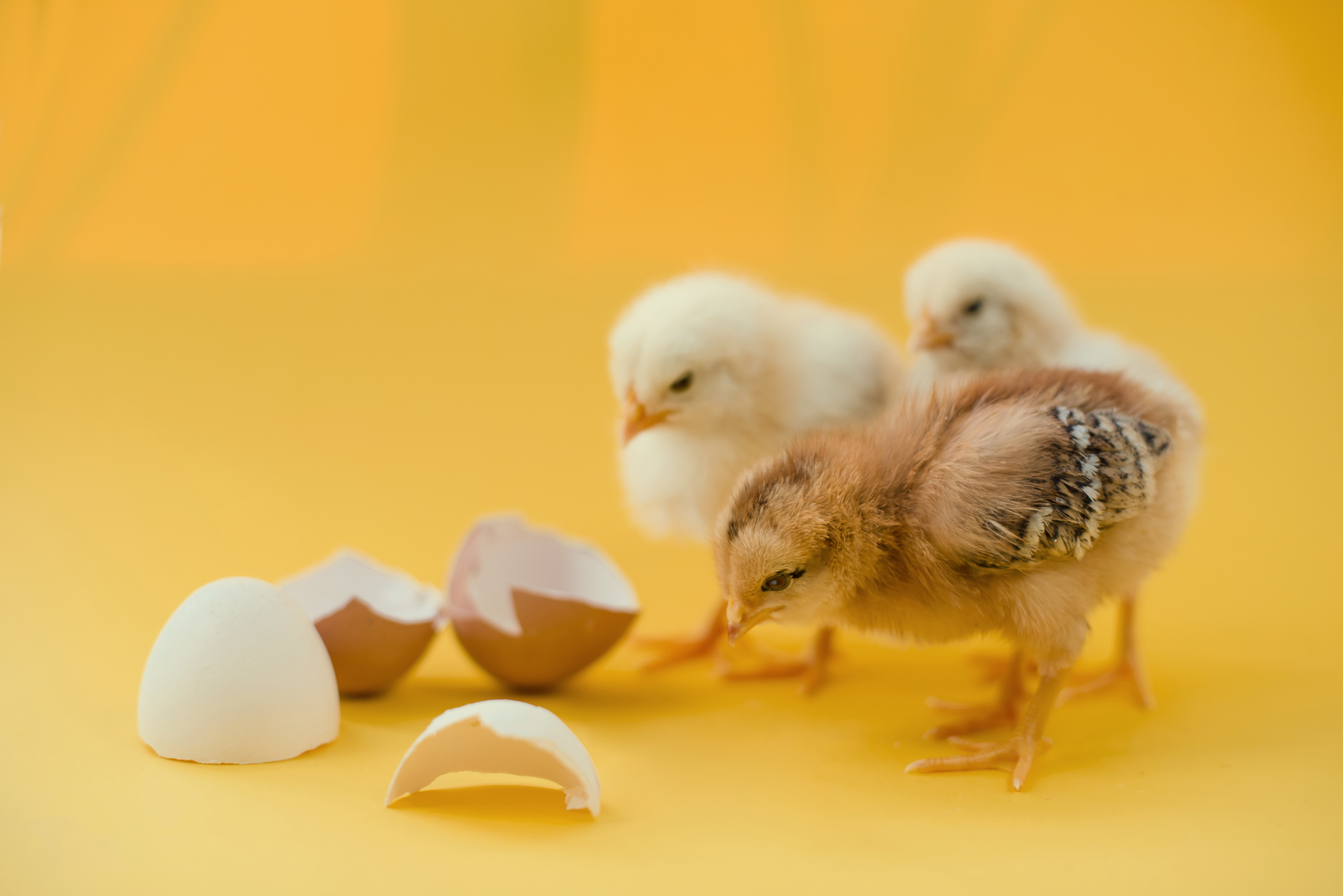 Chicken or egg