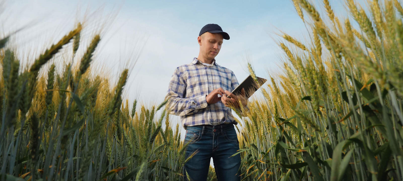 A farmer in plaid shirt uses a tablet while standing in a wheat field under a clear sky.