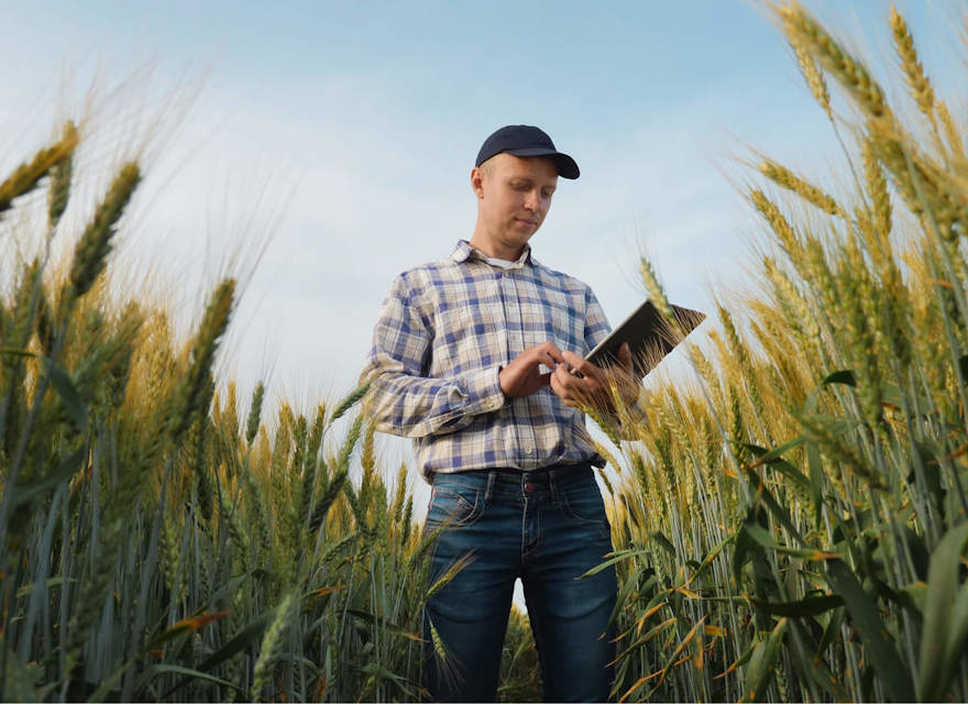 A farmer in plaid shirt uses a tablet while standing in a wheat field under a clear sky.