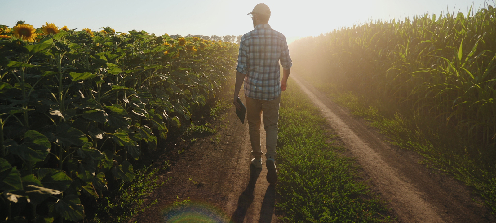 Man walking along a dirt path between sunflower and corn fields at sunrise, holding a tablet and wearing a cap and plaid shirt.