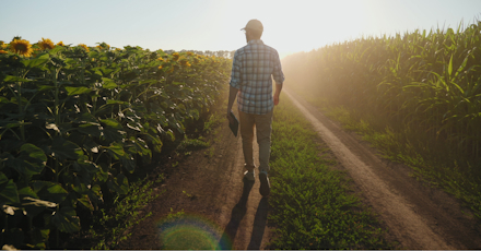 Man walking along a dirt path between sunflower and corn fields at sunrise, holding a tablet and wearing a cap and plaid shirt.
