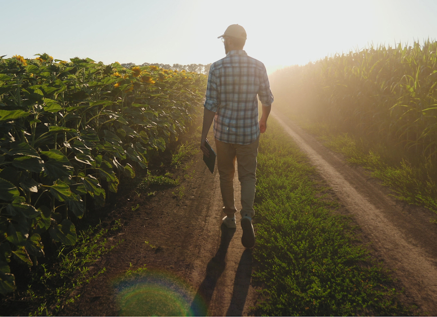 Man walking along a dirt path between sunflower and corn fields at sunrise, holding a tablet and wearing a cap and plaid shirt.