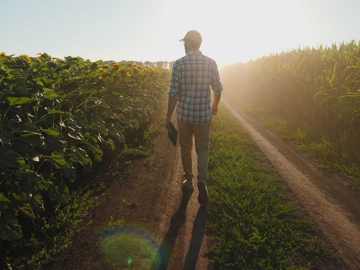 Man walking along a dirt path between sunflower and corn fields at sunrise, holding a tablet and wearing a cap and plaid shirt.