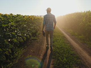 Man walking along a dirt path between sunflower and corn fields at sunrise, holding a tablet and wearing a cap and plaid shirt.