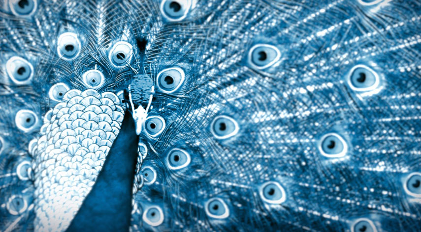 Woo.ad visualization image